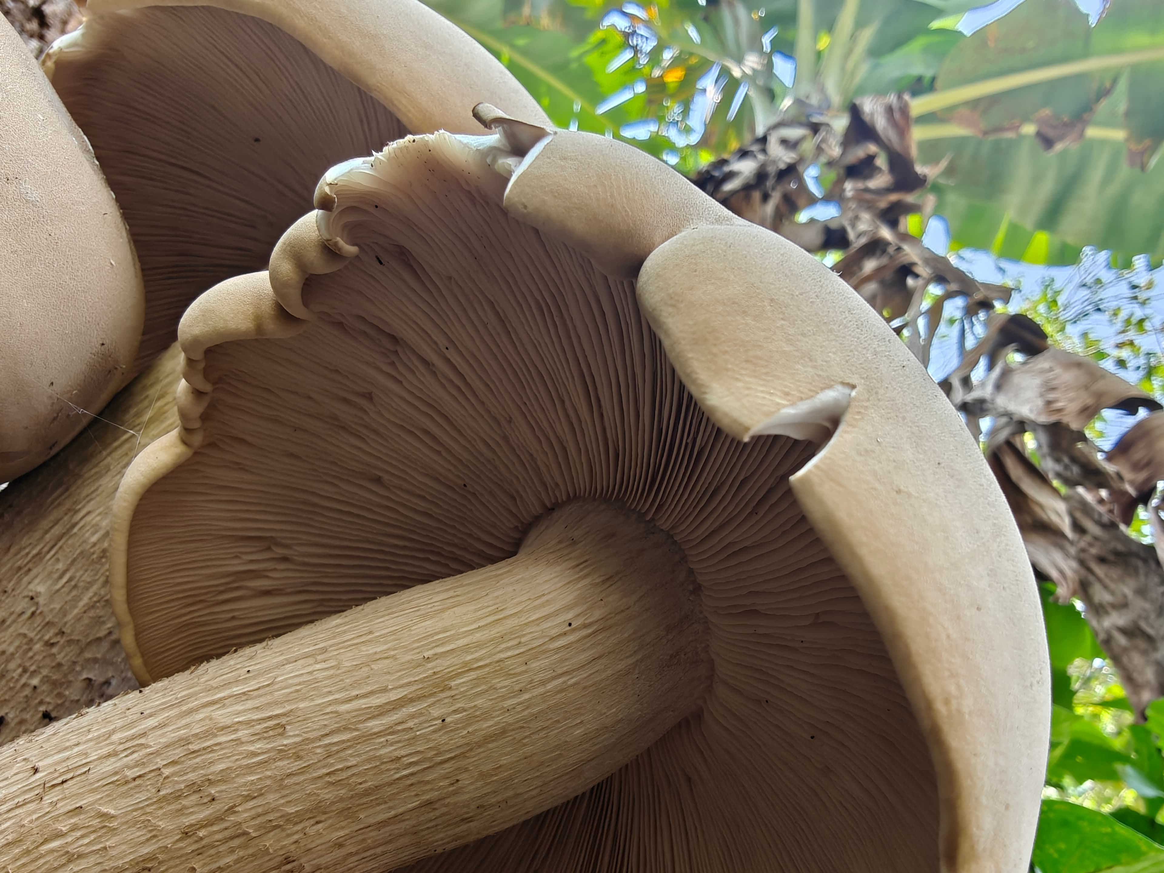 The Fungi Foray