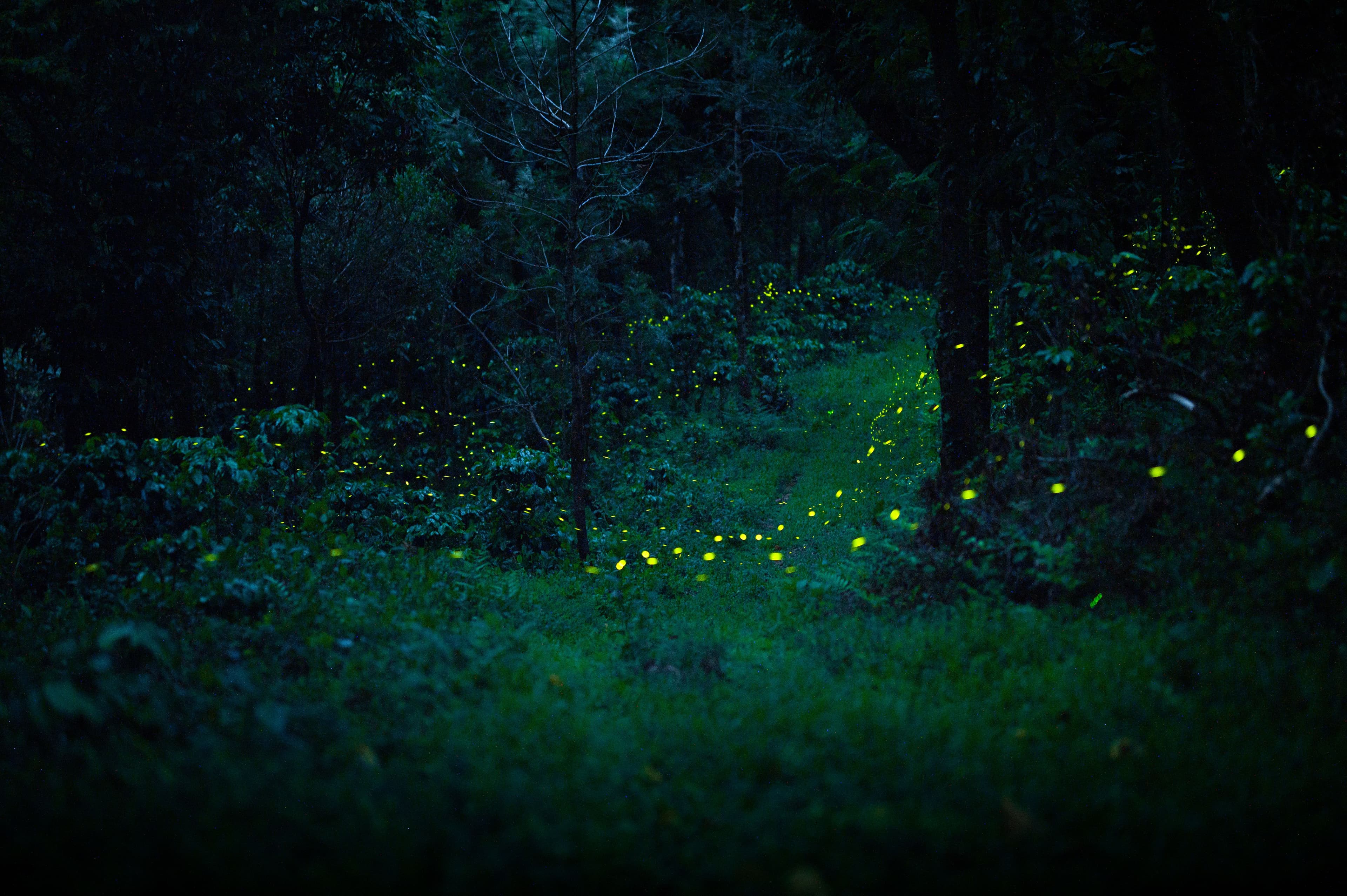 The Glowing Forest