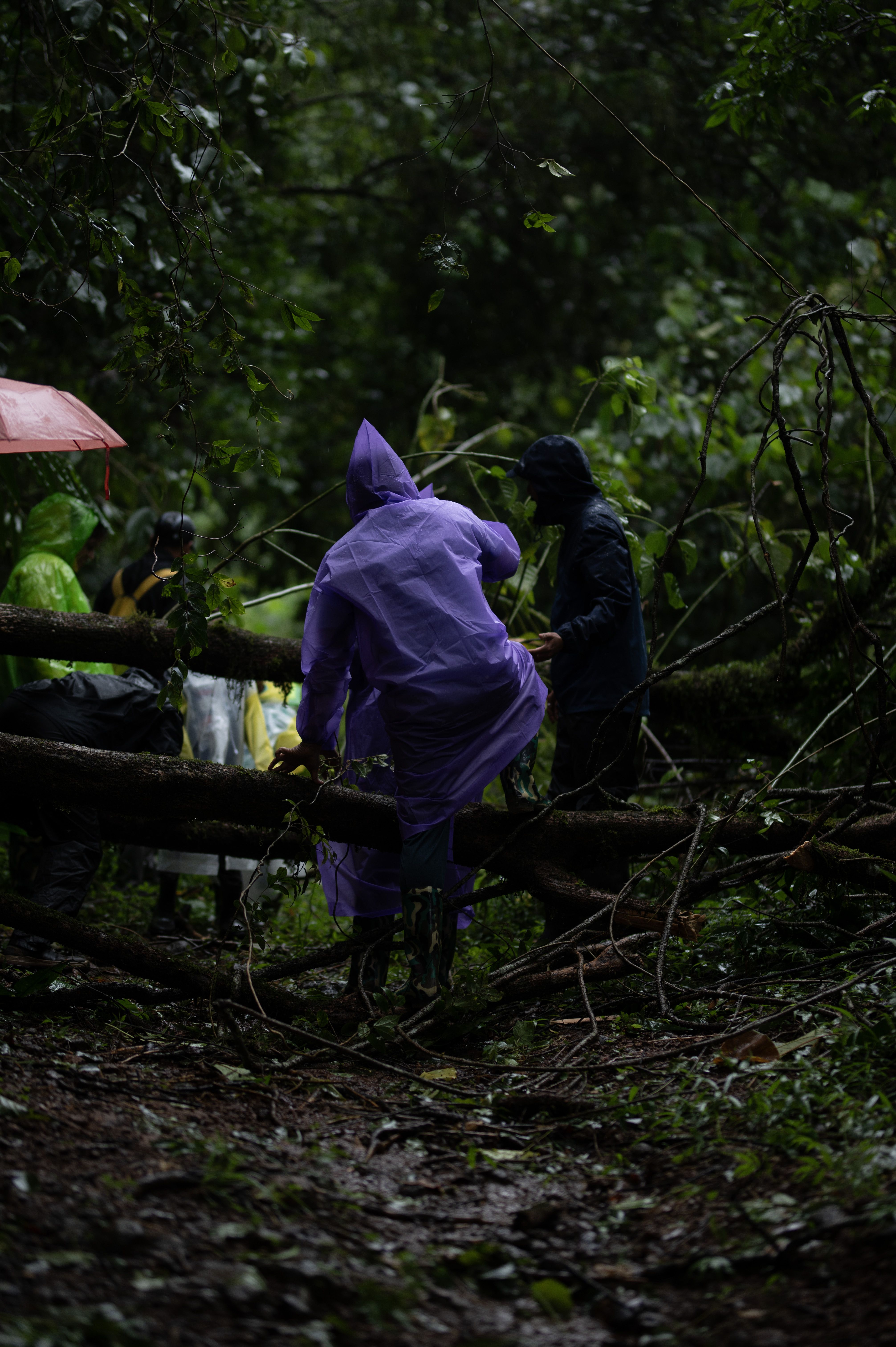 The Jungle Book of Secrets